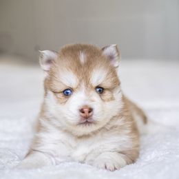 Scarlet - Red and white Pomsky puppy in Bellevue, Washington from The Pomsky Garden
