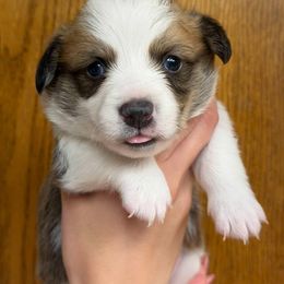 Boy 2 - Fawn male Pembroke Welsh Corgi puppy in San Diego, California from San Diego Corgis