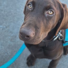 North - Labrador Retriever