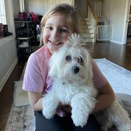 Coton de Tulear and Poodle Puppies from Legacy Pets