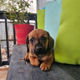 Jett - Sable male Dachshund puppy in Florence, Arizona from Doxie Town Az