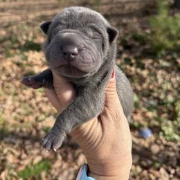 Elf - Blue male Chinese Shar-Pei puppy in North Carolina from Amy Mahaffey's Chinese Shar-Pei