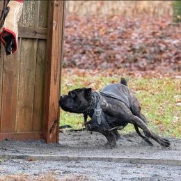 Cane Corso All Grown Up from Difesa Cane Corso