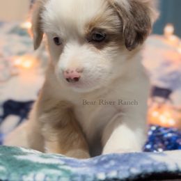 Miniature Australian Shepherd Puppies from Bear River Ranch LLC