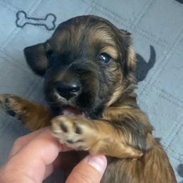 Moose - Red male Dachshund puppy in Trenton, Florida from Tweenie Weenie Dachshunds