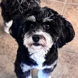 Ruby - Bernedoodle