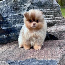 Milano - Chocolate merle male Pomeranian puppy in Canandaigua, New York from Fingerlakes Pomeranians