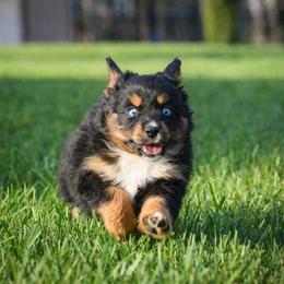 Itty bitty Ruby - two blues - Black tri female Miniature Australian Shepherd puppy in Lowgap, North Carolina from Baileys Mini Aussies