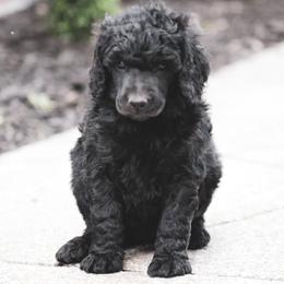 Mozzarella - Black male Poodle puppy in Marshallville, Ohio from Windy Hill Dogs