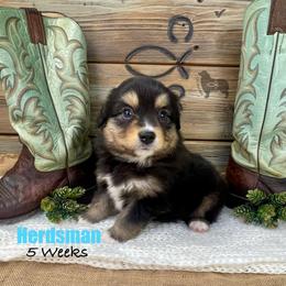Herdsman - Black tri male Miniature Australian Shepherd puppy in El Dorado Springs, Missouri from OR Aussies