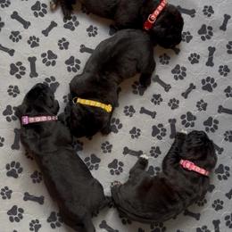 Black female 2 - Black female Cane Corso puppy in Clewiston, Florida from Far From Average Kennels