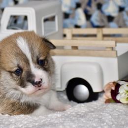 Toc Anaster the Pupper - Red male Pembroke Welsh Corgi puppy in East Canton, Ohio from Victorian Farms