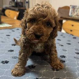 Carson - Buff male Cockapoo puppy in Sheridan, Missouri from Shepherdsfold’s Cockapoos