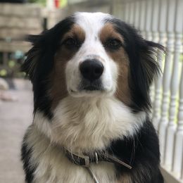 Gucci - Australian Shepherd