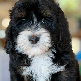 Grayson - Tri-color male Bernedoodle puppy in Yuciapa, California from AlltheDoodlez_