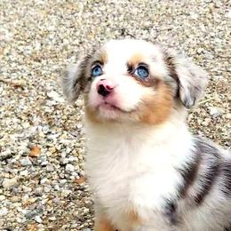 Miniature Australian Shepherds from Porter's Pretty Puppies