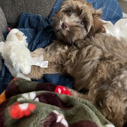 Aussiedoodle, Cockapoo, and Havapoo All Grown Up from Kaitlen Wood