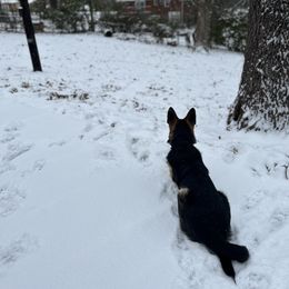 German Shepherd All Grown Up from TDShepherds