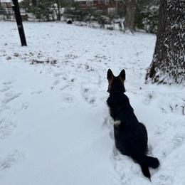 German Shepherd All Grown Up from TDShepherds