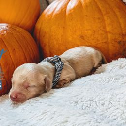 Miller - Dachshund puppy from HayDay Dachshunds