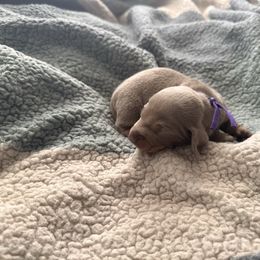 Purple girl - Fawn (isabella) and tan female Dachshund puppy in Victorville, California from Wirz’s Weenies