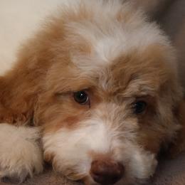 Liberty Bell - USA 250th Litter - Parti female Goldendoodle puppy in Westminster, South Carolina from Goldendoodlepuppiessc