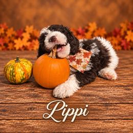 Pippi - Brown female Whoodle puppy in Knoxville, Tennessee from Fleury Farm Doodles TN