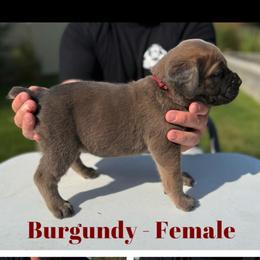 Burgundy collar - Gray and fawn female Cane Corso puppy in Herriman, Utah from High Country Corsos