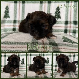 Nutmeg - Black and tan male Shih Tzu puppy in Yelm, Washington from Lala's All Star Shih Tzu