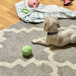 Basset Hound, Boykin Spaniel, English Cocker Spaniel, and Labrador Retriever Puppies from PARK’s Family Farm