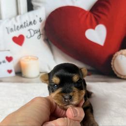 Lulu 2400 - Black and tan female Yorkshire Terrier puppy in Douglas, Georgia from South Georgia Yorkies and Biewers