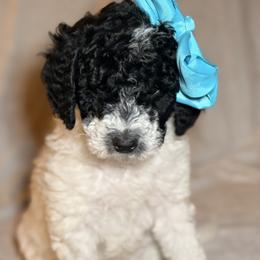 Cockapoo and Goldendoodle Puppies from Jax Doodles
