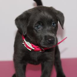 Necklace - Black female Labrador Retriever puppy in Morrilton, Arkansas from Ancient Dogges Performance Dogs