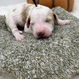 Black Collar - Parti male Goldendoodle puppy in Meridian, Mississippi from Smoodles