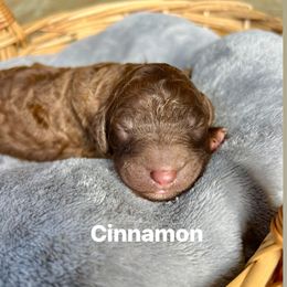Cinnamon - Brown male Poodle puppy in Athens, Georgia from Alexander’s Standard Poodles