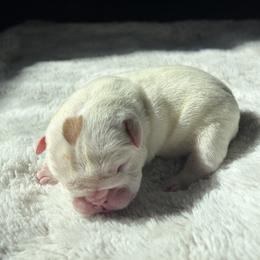 Cupid - Red and white female Bulldog puppy in Little Rock, Arkansas from Freeway Bulls