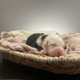 Yellow collar - Gray and white female Old English Sheepdog puppy in Mesa, Arizona from Desert Sheepies and Doodles