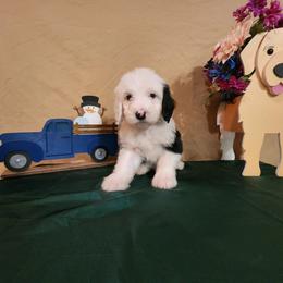 Emmett - Sheepadoodle puppy from Oodles of poodles and doodles