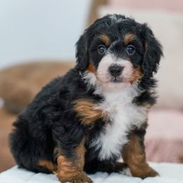 Fair - Tri-color female Bernedoodle puppy in Dundee, Ohio from Down Home Doodle