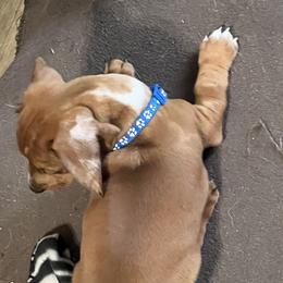 Dachshund Puppies from Witchy Woman’s Wiener’s