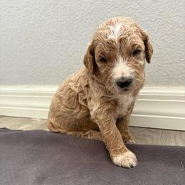 Splash - Apricot female Goldendoodle puppy in Brooksville, Florida from Abby’s Standard Goldendoodles