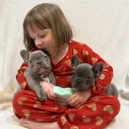 French Bulldog Puppies from Laurelwood Frenchies CA
