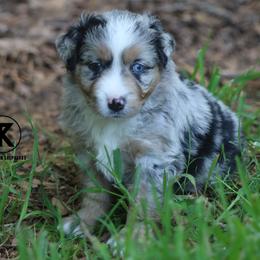 Bodie- Blue Merle Male - Blue merle male Miniature Australian Shepherd puppy in Nacogdoches, Texas from TK Standard, Mini, & Toy Aussies