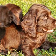 Boy 7 - Liver male Boykin Spaniel puppy in Piedmont, South Carolina from Melissa's Boykins
