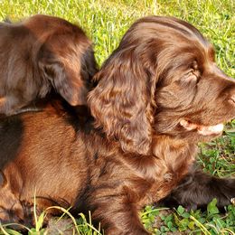 Boy 7 - Liver male Boykin Spaniel puppy in Piedmont, South Carolina from Melissa's Boykins