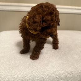 Star (Yellow Collar) - Red  female Poodle puppy in Auburn, Alabama from Coasta J’s Poodles LLC