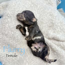 Flurry - Merle female Goldendoodle puppy in Rome, Georgia from Victoria’s Designer Doodles