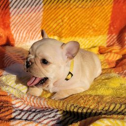 Yellow collar girl - Cream female French Bulldog puppy in Polk City, Florida from Best Friend Frenchies, LLC