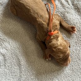 Everest - Red  male Poodle puppy in Mount Vernon, Illinois from AMC Poodles