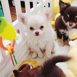 Chanel - Cream female Chihuahua puppy in Ponca City, Oklahoma from Bliss Acres Farm